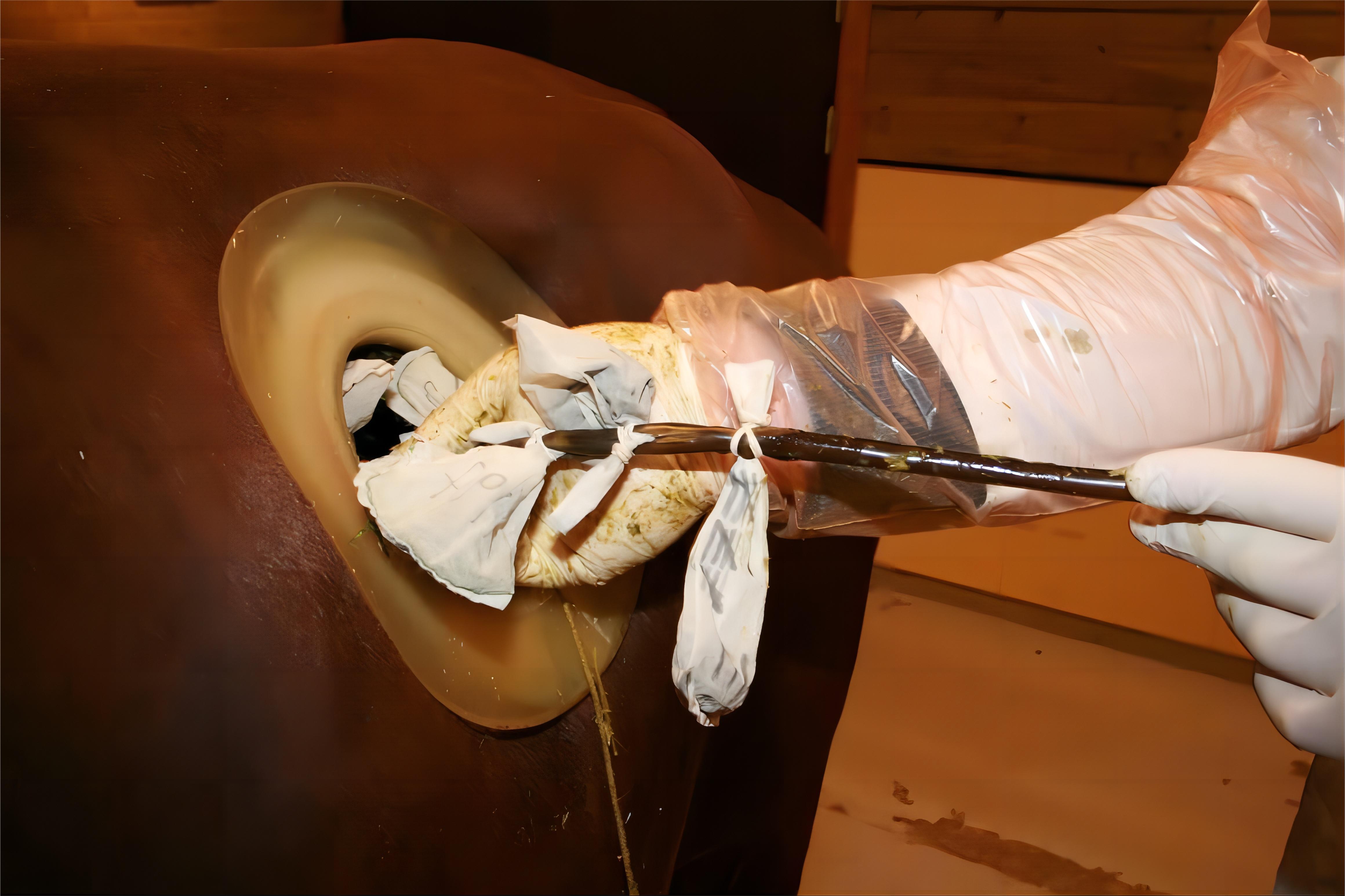 美国养牛开洞视频,国外养牛牛胃上开大洞