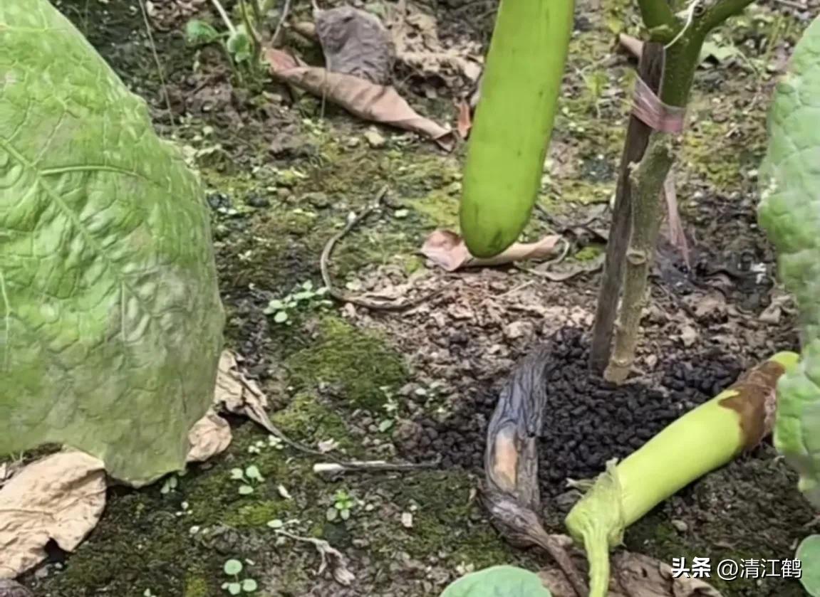 茄子买什么样的好,茄子到底能不能买