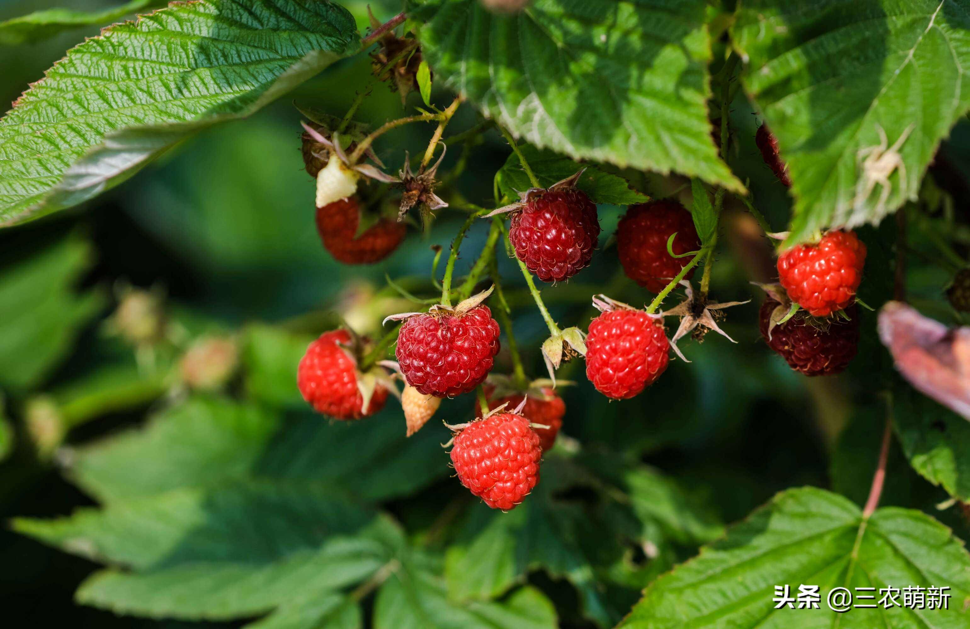 树莓在农村叫什么,树莓口感特别好阳台小院均可种植