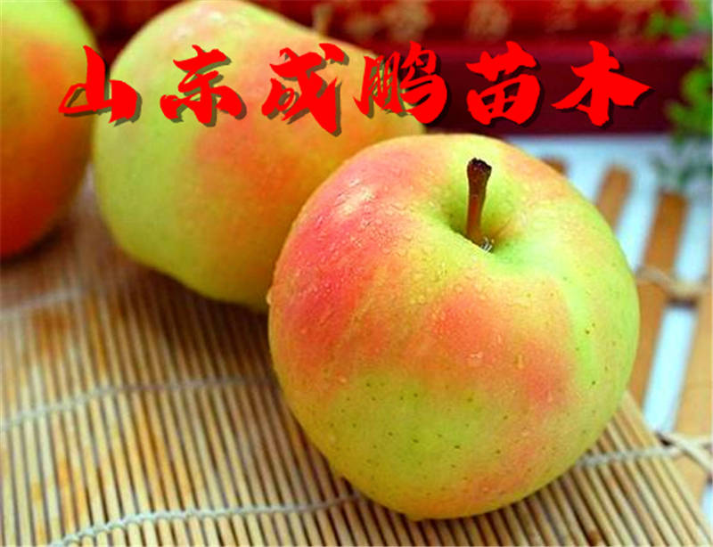 新品种水果苗图片及价格,各种水果苗新品种物美价廉