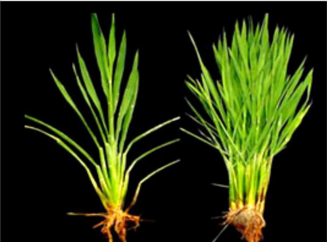 促进水稻氮素吸收利用的途径,促进水稻根系生长的措施