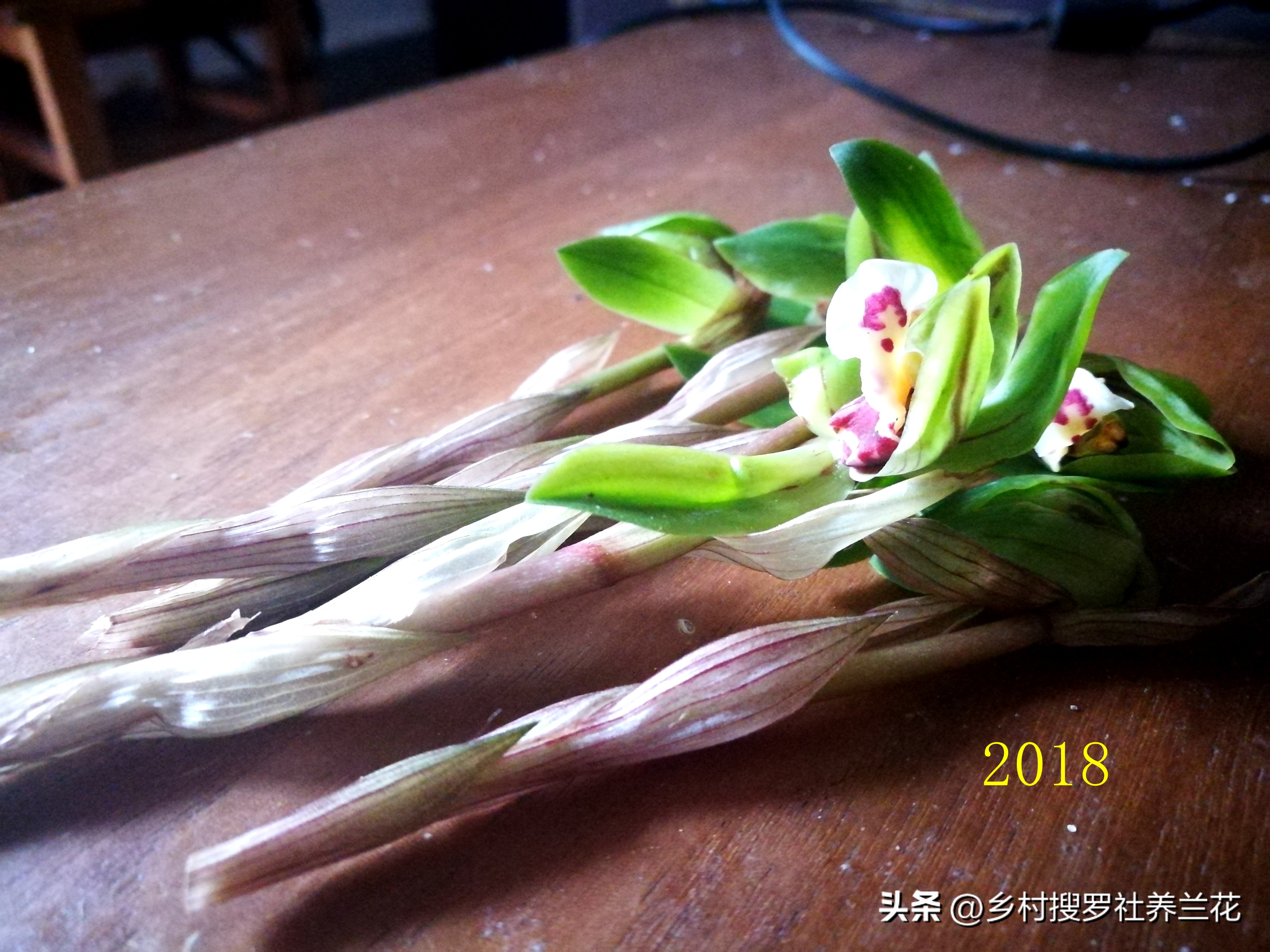 蕙兰盆栽春季养护注意事项有哪些,养蕙兰开花时的最佳方法