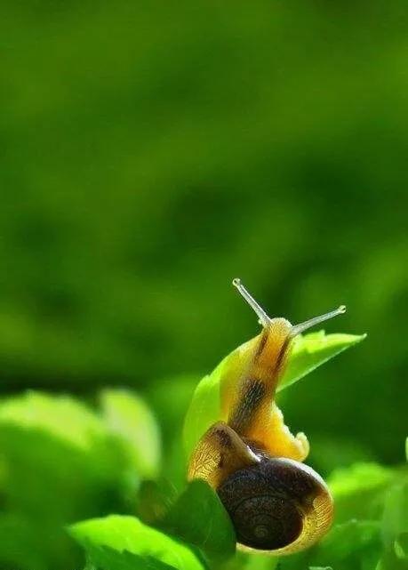 蜗牛高清壁纸4k全屏,蜗牛唯美动画壁纸