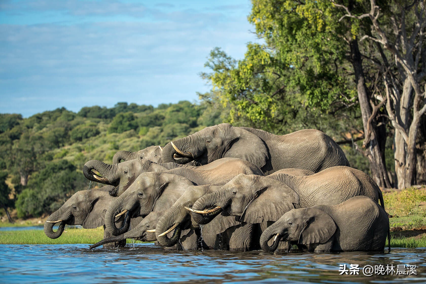 绿色季节：非洲野生动物的光荣照片