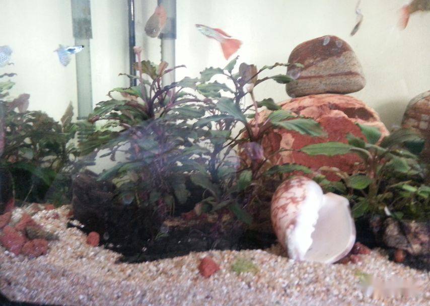 水下叶迷你辣椒榕,蓝精灵辣椒榕在水下开花吗