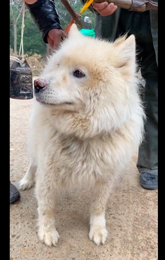 萨摩耶肿瘤狗狗被卖,萨摩耶被人卖了