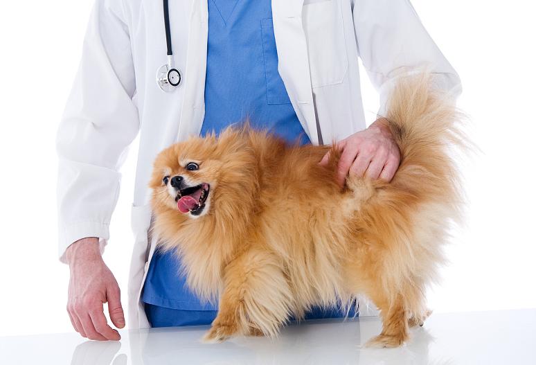 博美狗狗肾脏衰竭吃什么,博美病了不吃狗粮怎么办