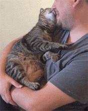 狸花猫是中华田园猫吗,中华田园猫和狸花猫的区别