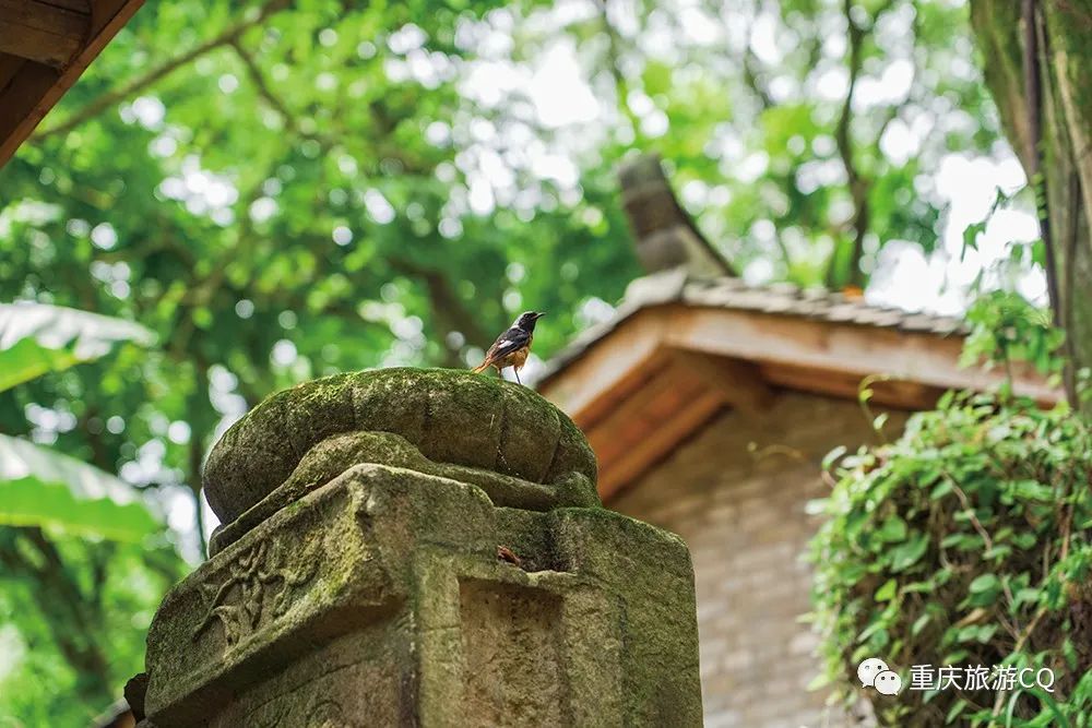 冬日游缙云山,缙云山冬日一日游详细攻略