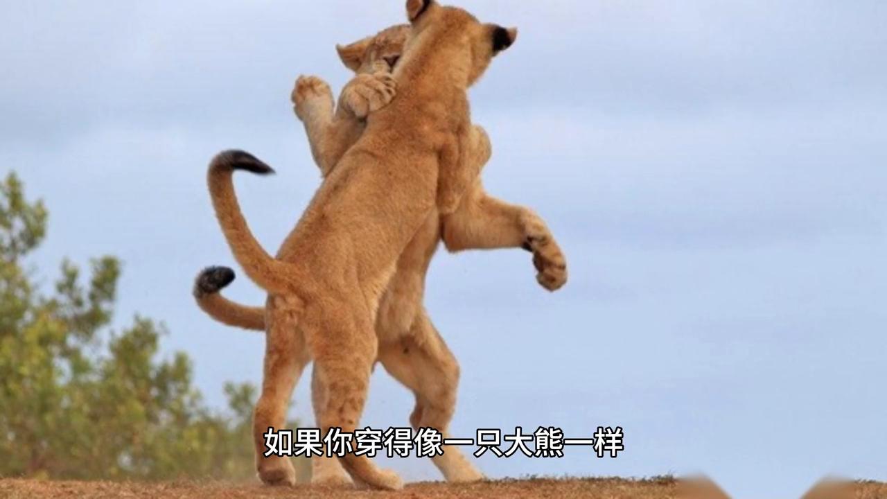 怎么跟狮子搏斗,狮子怎么对战