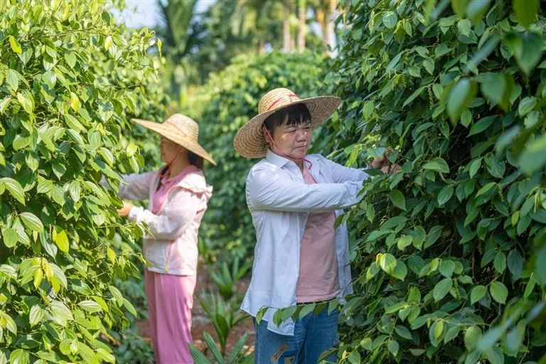 琼字起名字好吗,琼名字寓意