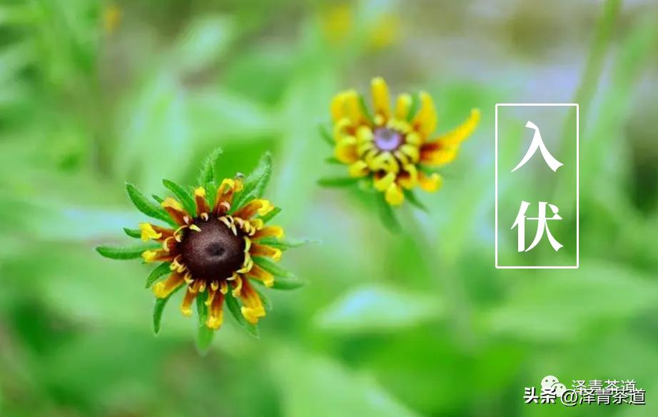 三伏天一定要知道的健康小知识,三伏天健康攻略