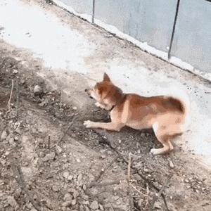 离谱！山东大哥专卖死人车：车有多凶，全看小*狗黑**上车坐哪？？