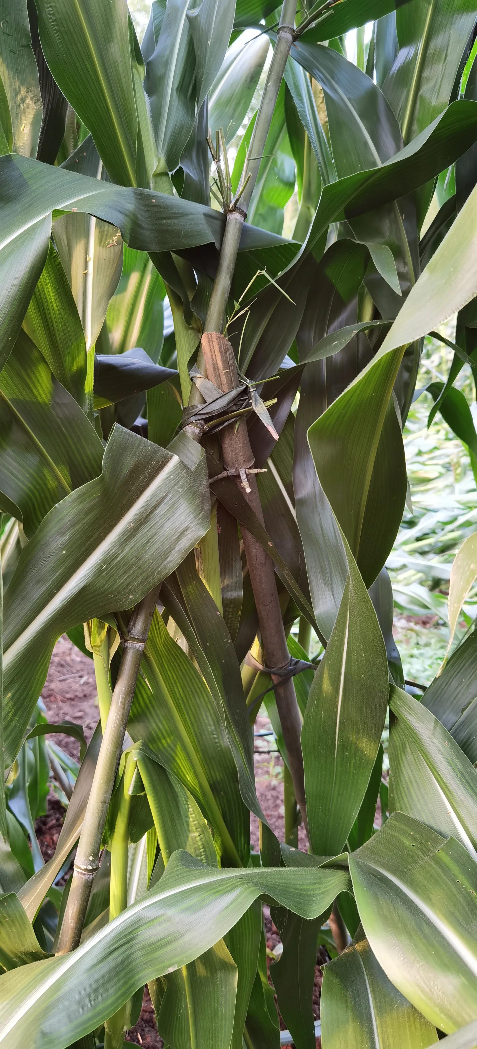 说农业是暴利行业的视频,农业种植暴利的原因有哪些