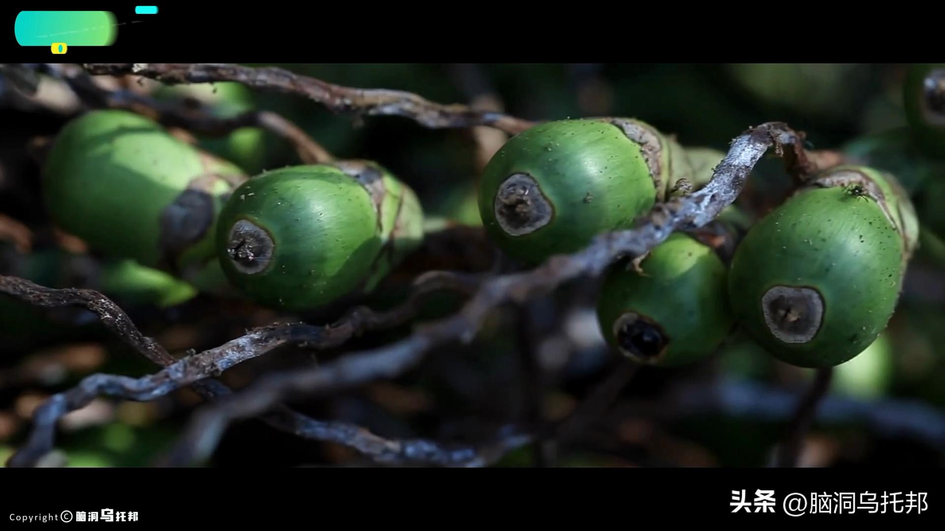 一级致癌物槟榔长期热销,槟榔一级致癌物