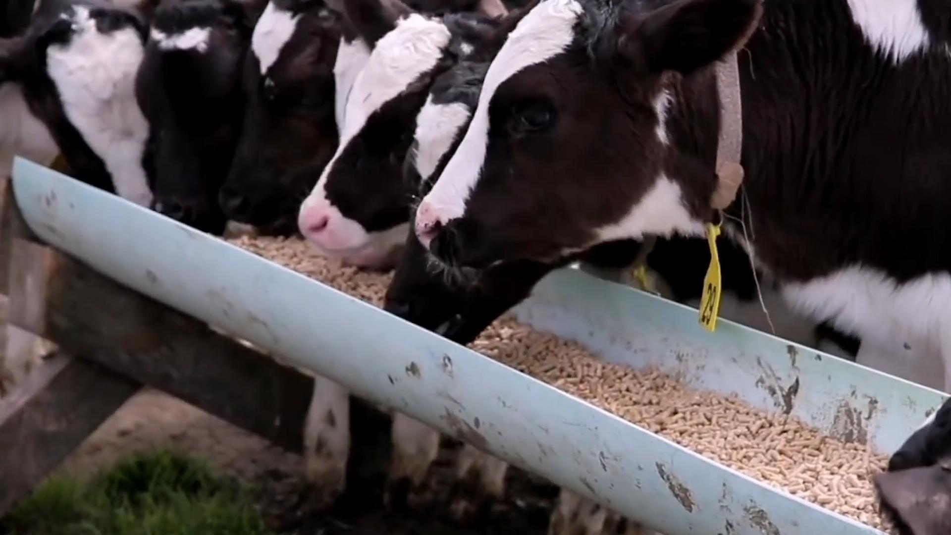 澳洲为什么进口屎壳郎,外国大量收购屎壳郎