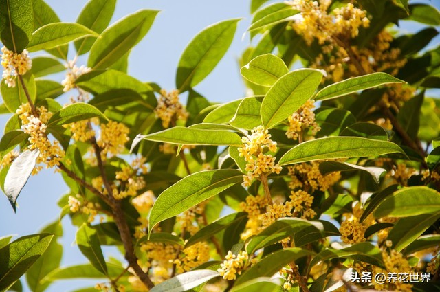 能开花又高大好养的植物,非常好养的一款开花植物