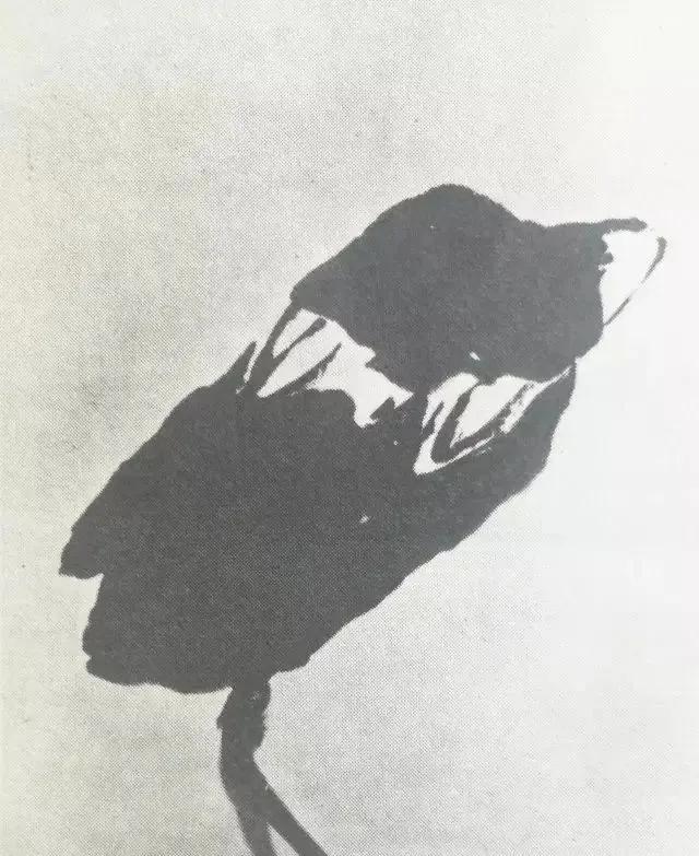 国画大师李苦禅一步一步教你画“四绝神鹰”，经典好学