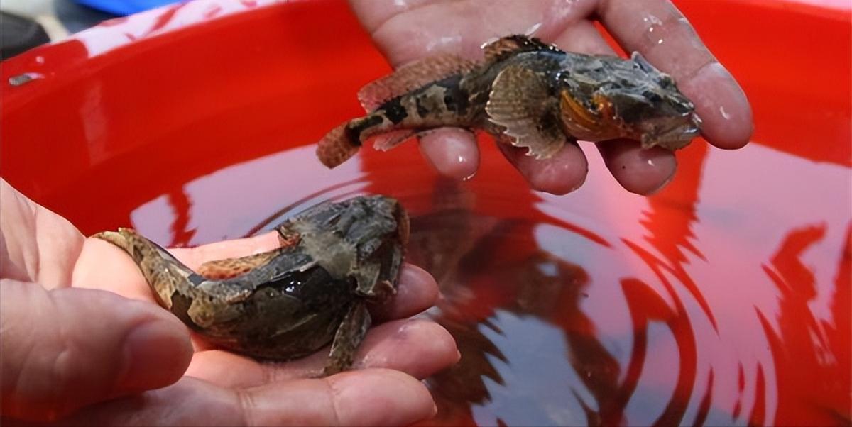 火了1700多年的“江南第一名鱼”，听说连英国女王都没有口福尝到