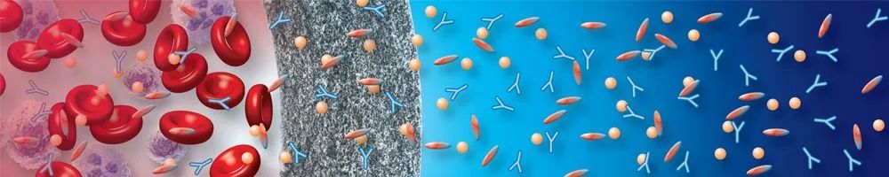 血管“清洁工”DFPP：专治血液不干净