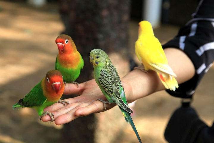 新手养鹦鹉基本常识,新手养鹦鹉的知识讲解