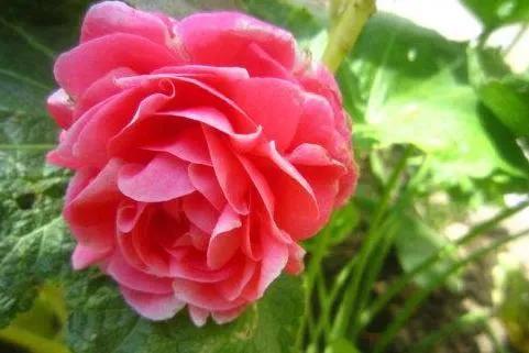 每日一根花卉植物,每日一植