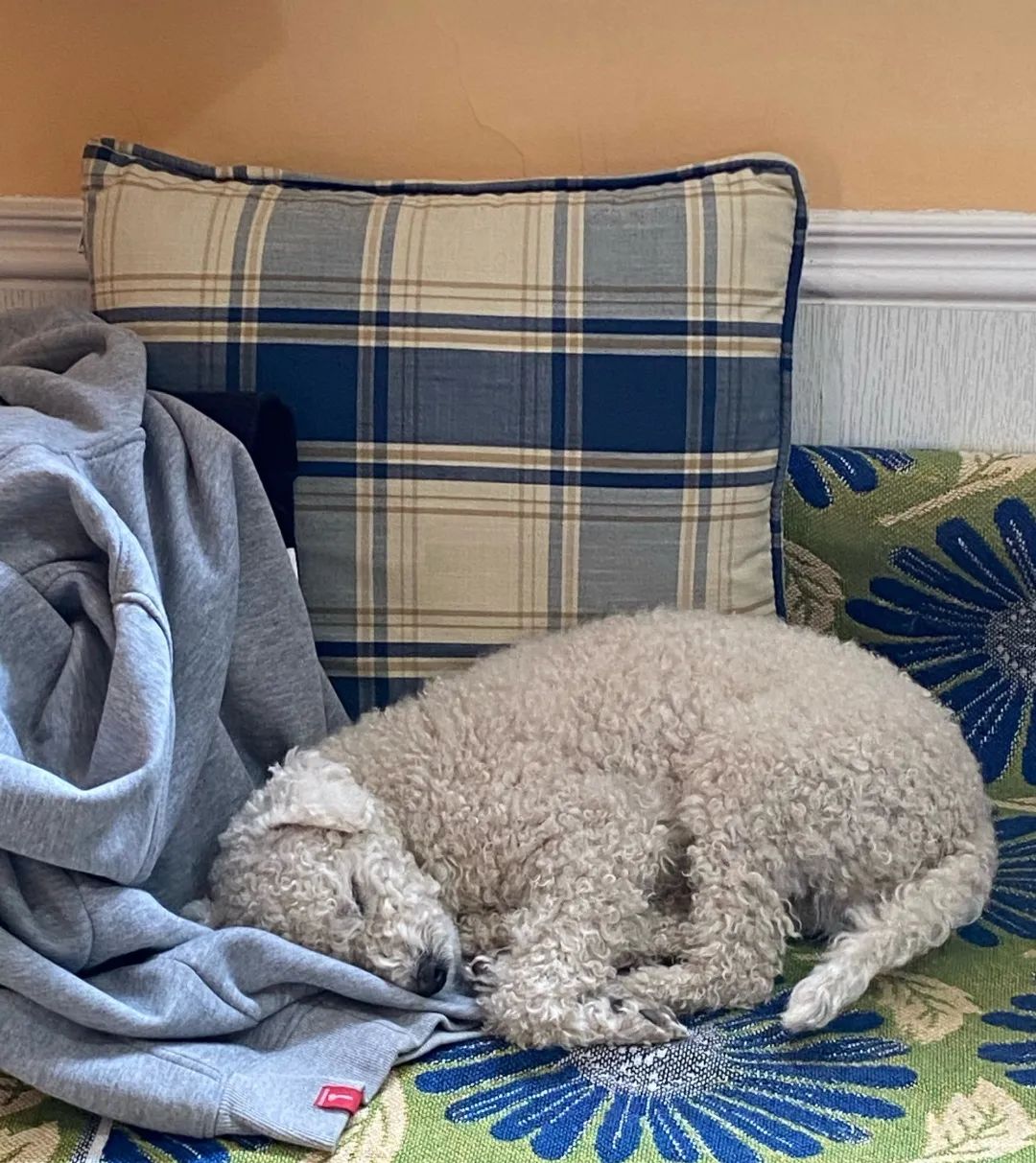 狗狗有分离焦虑症要再养一只吗,狗狗分离焦虑主人出门就要叫