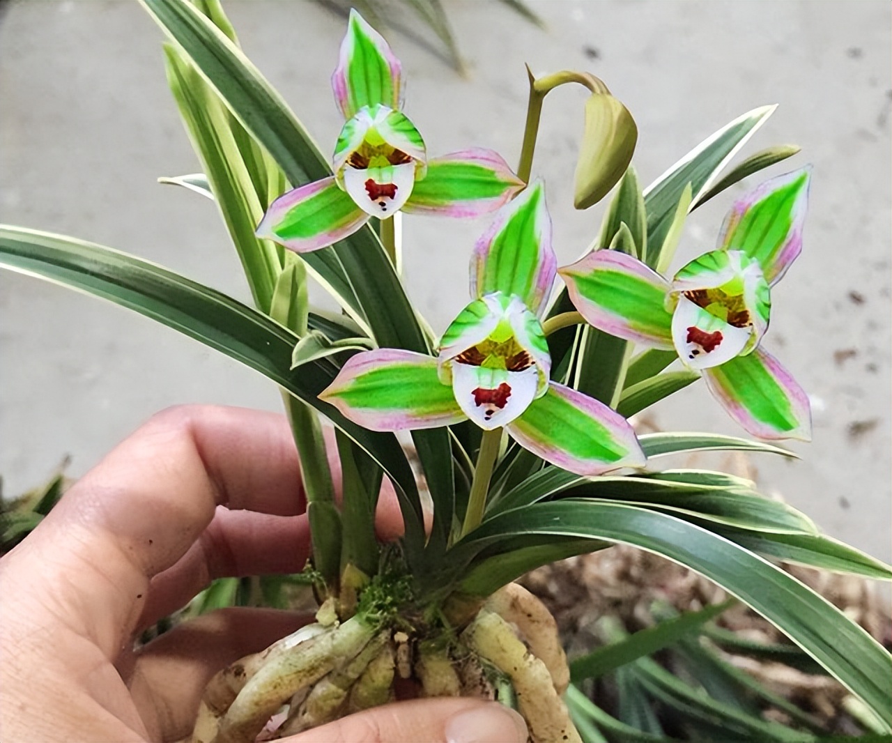 帝王妃金边矮种兰花直播,金边建兰帝王妃叶子多长