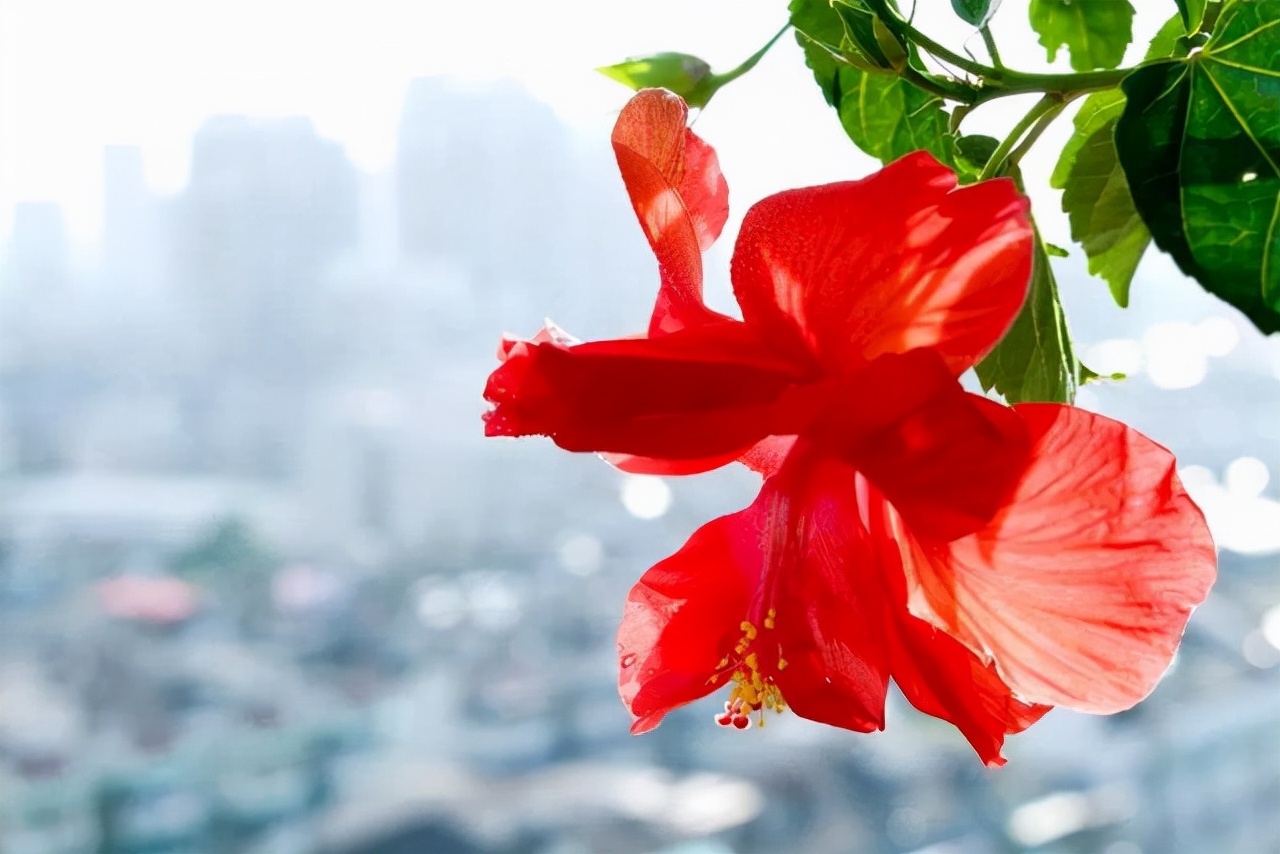室内四季最好养的10种花,适宜在家中养的10种花排名
