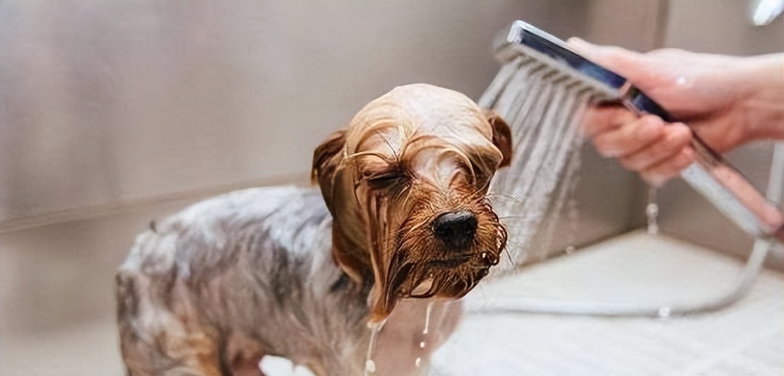 天气热了狗狗身上怎么会烂,狗狗生病身上很臭怎么办