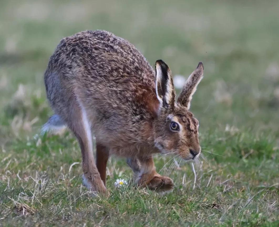 可爱动物照片合集,澳大利亚动物合集
