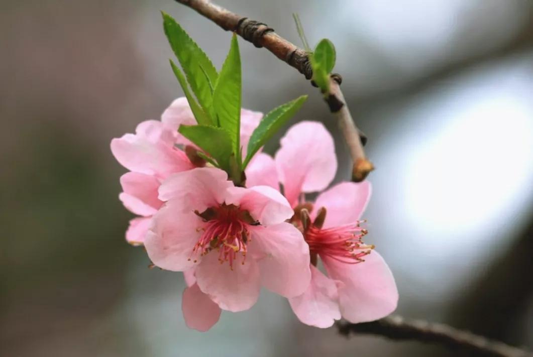 关于桃花的七言绝句古诗,5首久不见经传的桃花诗值得一读