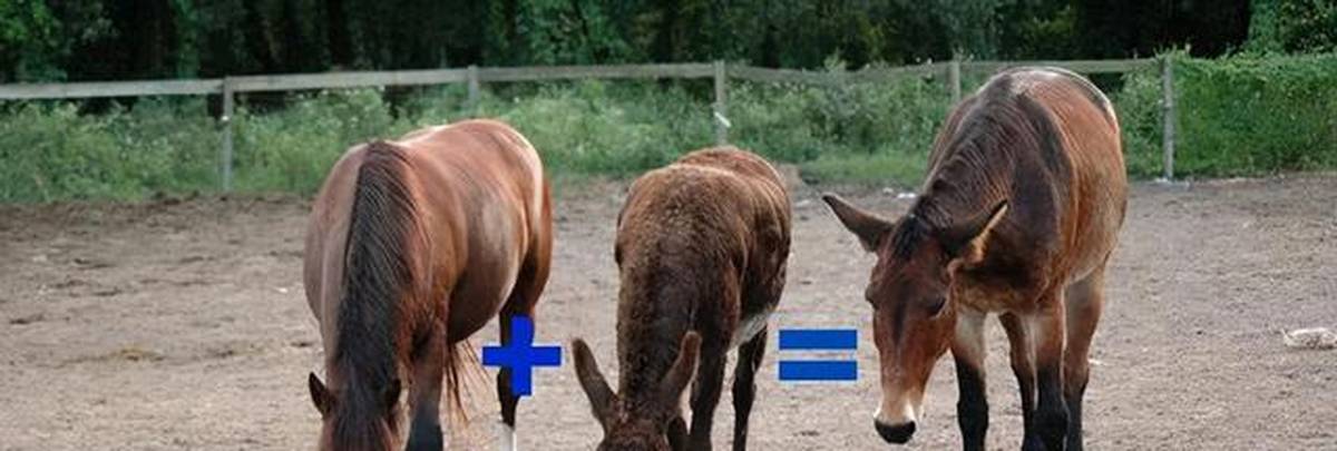 马和牛能够杂交吗,公马和母牛算杂交育种吗