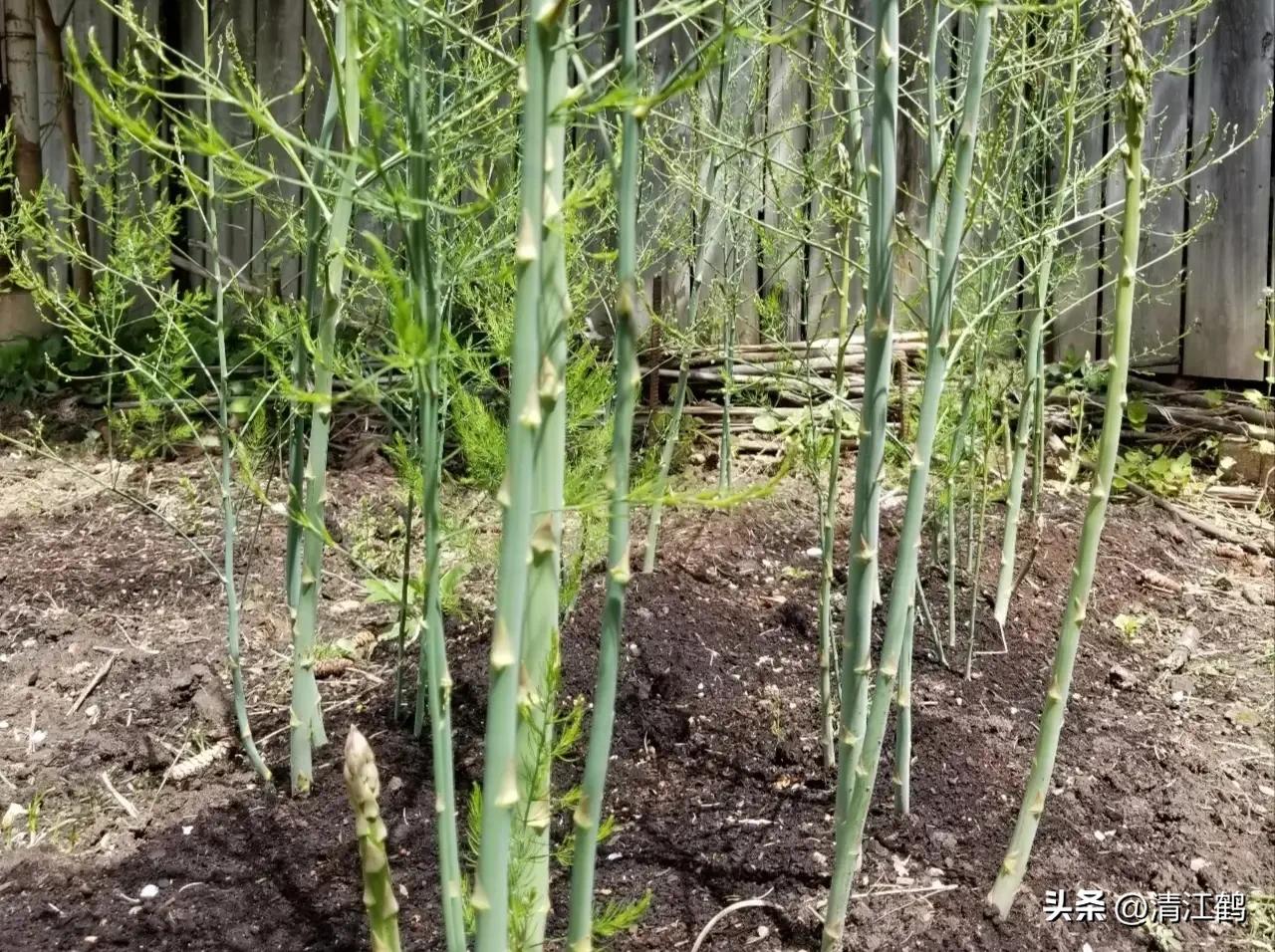 露笋高产吗,莴笋的种植方法和时间