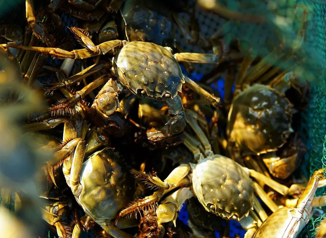 大闸蟹攻略带你品味大闸蟹,哪里大闸蟹可以媲美阳澄湖大闸蟹