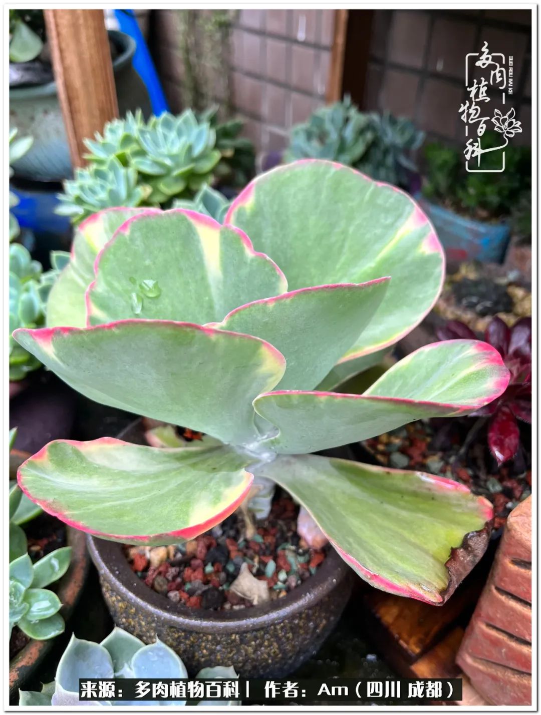 多肉小盆友生活多姿多彩,多肉小精灵福享不停