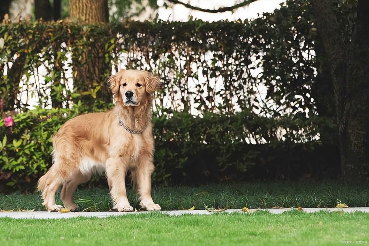 宠物托运怎么打开笼子,宠物托运需要准备什么证件和行李