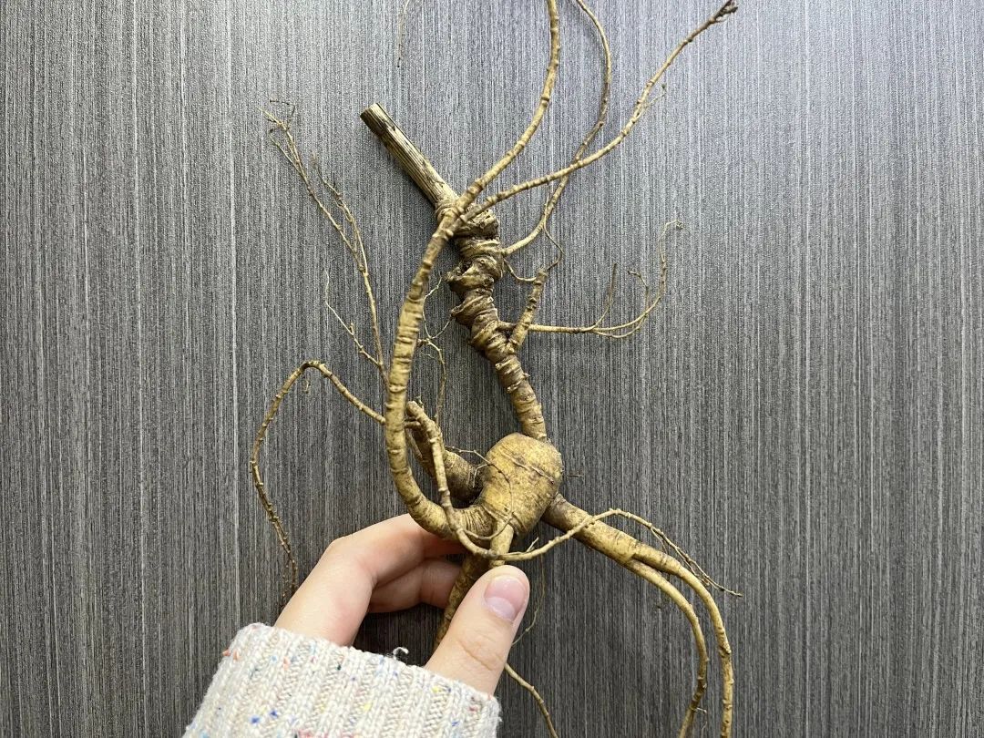 人参怎么选都有遗憾,人参怎么选才是好的