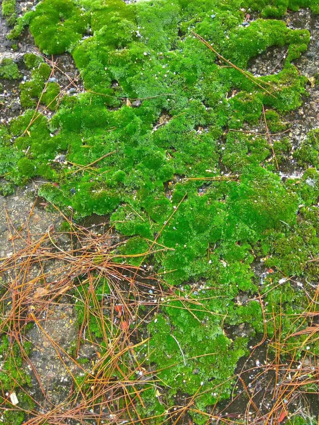 自己做拉拉队花球,自己做拉拉队牌子