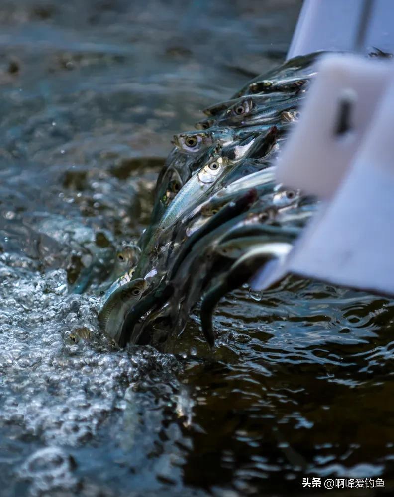 这种“黑鲤鱼”在野外可是个宝贝，钓不得抓不得，属我国特有物种