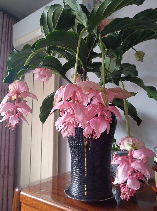 好养的贵族花,4种花便宜好养又漂亮