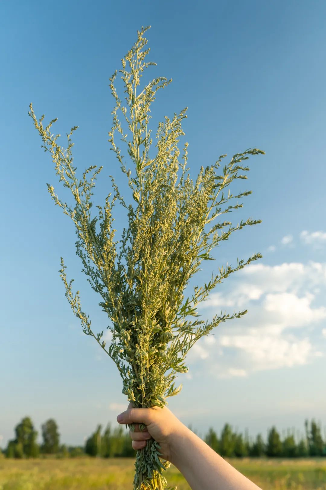 感冒熏艾条熏哪个部位效果最好,熏艾条能不能祛寒