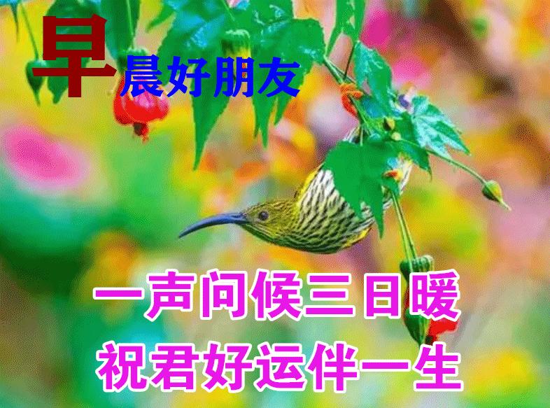 2018微信早安最美的动态表情大全,微信最漂亮早上好表情图片带鲜花