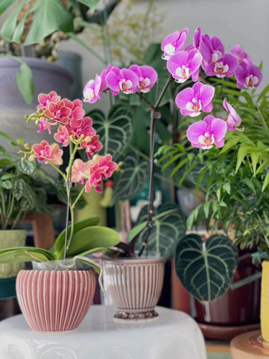 家里光线差就养这几种花,什么花散射光就可以养好