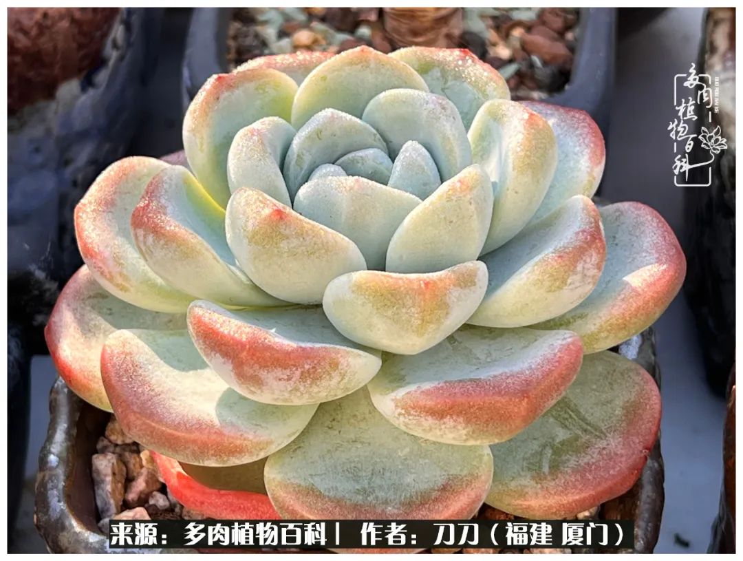 多肉夏季不好养品种有哪些,高花盆为什么养不好多肉