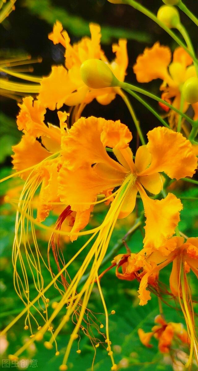 一花一叶最深情，万千*光春**花满园，花开惊艳时光，花香温柔岁月