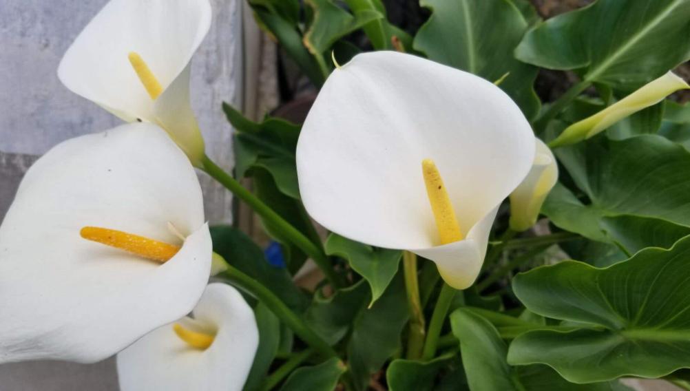 马蹄莲怎么养才能开花呢视频,水培马蹄莲花朵发黄焦边干枯