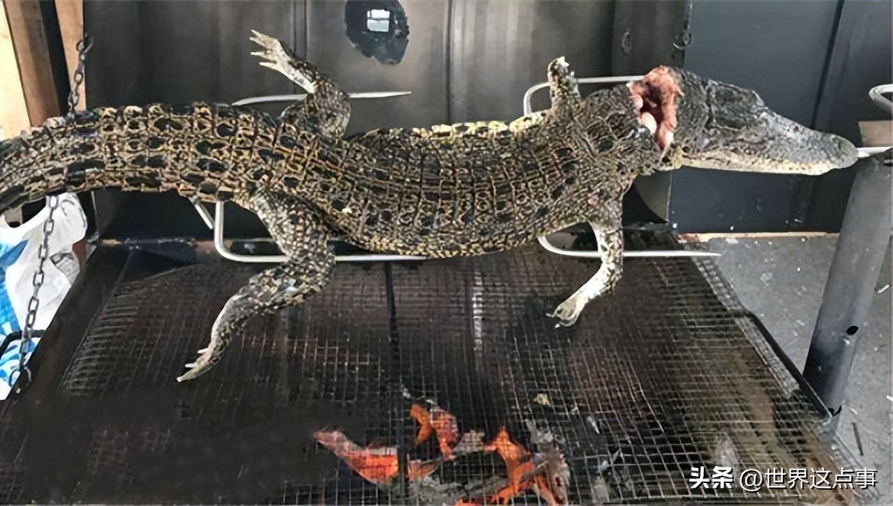 澳大利亚旅游知识大全,澳大利亚旅游攻略详情介绍