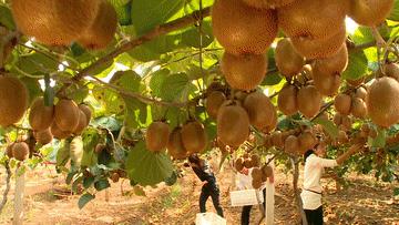 国产猕猴桃和进口奇异果,国产奇异果猕猴桃