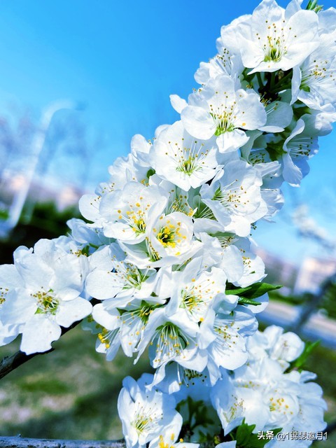 落英缤纷头条文章,落英缤纷芳草鲜美